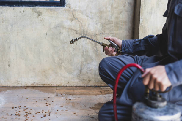 Best Wasp Removal Services  in White City, UT